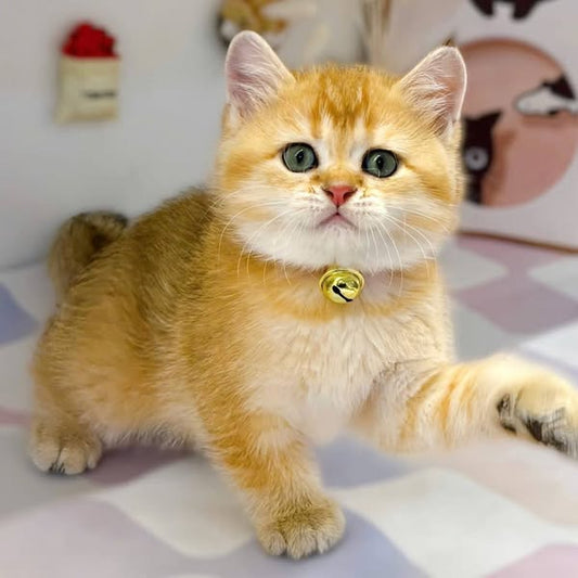 British Shorthair