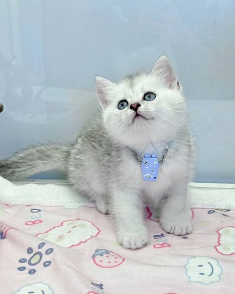 British Shorthair