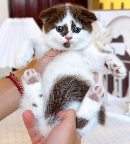 Scottish Fold