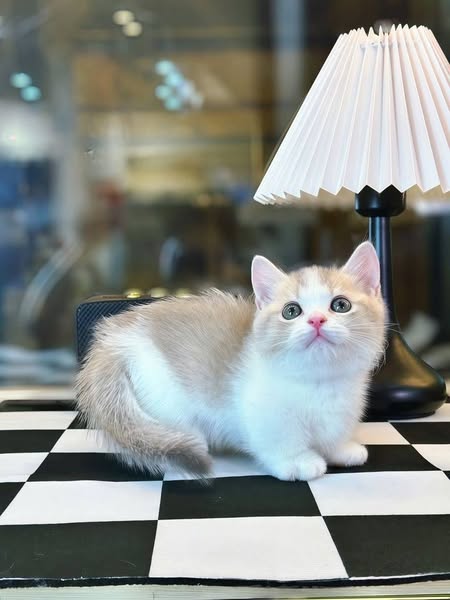 Munchkin