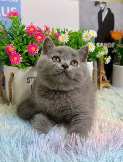 British Shorthair