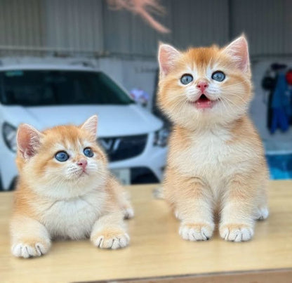 British Shorthair