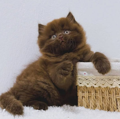British Longhair