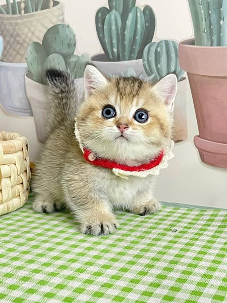 Munchkin