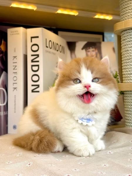 Munchkin Longhair