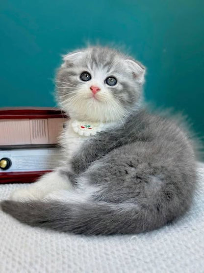 Scottish Fold