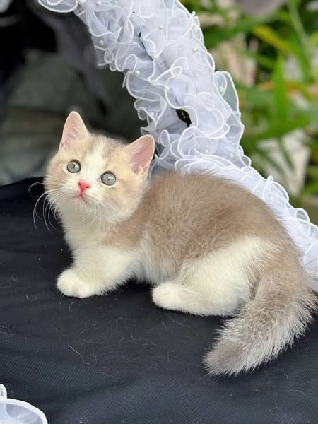Munchkin