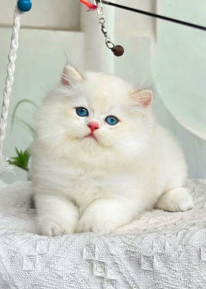 British Longhair