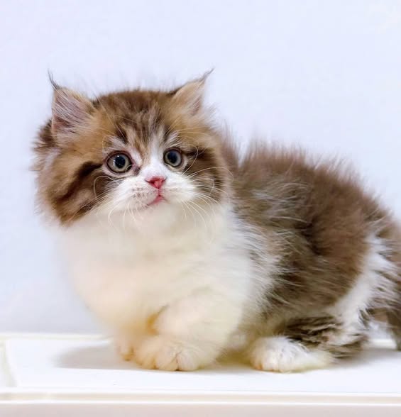 Munchkin Longhair