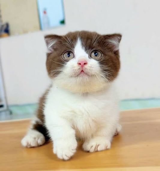 Munchkin Fold