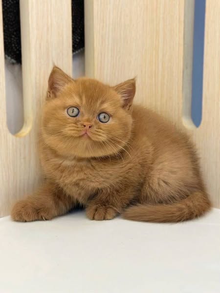British Shorthair