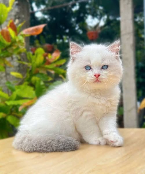 Ragdoll
