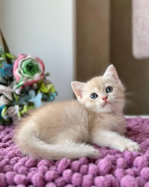 British Shorthair