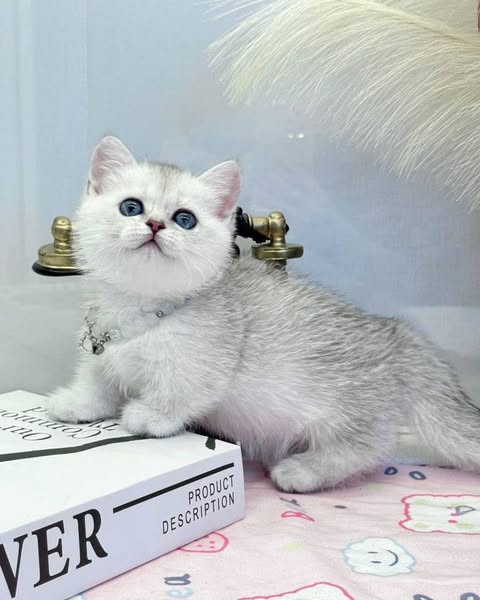 Munchkin