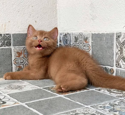 British Shorthair