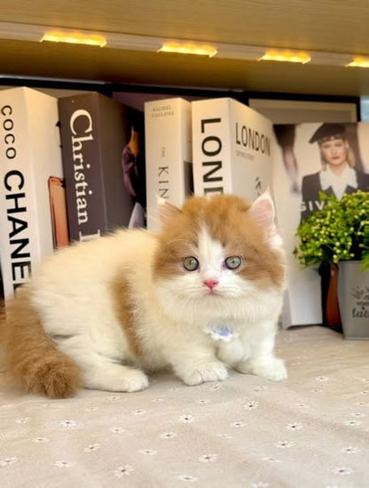 Munchkin Longhair