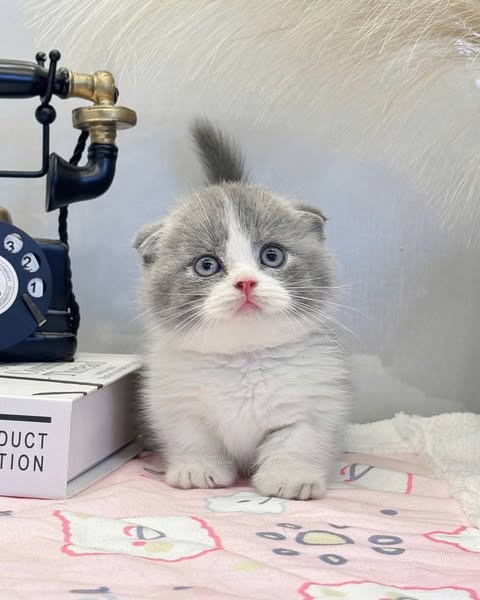 Munchkin Fold