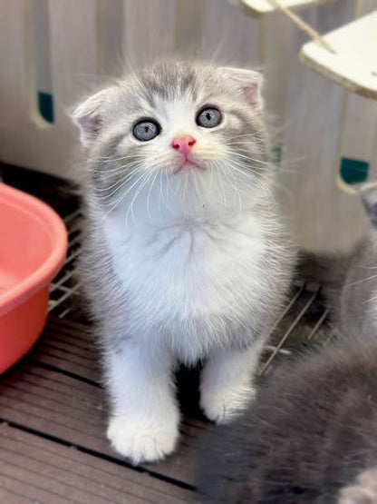 Scottish Fold