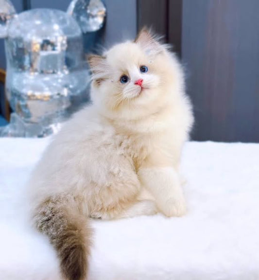 Ragdoll