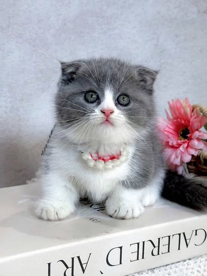 Munchkin Fold