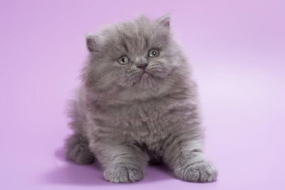 British Longhair