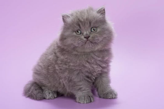 British Longhair
