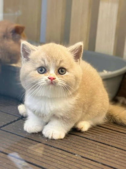 Munchkin