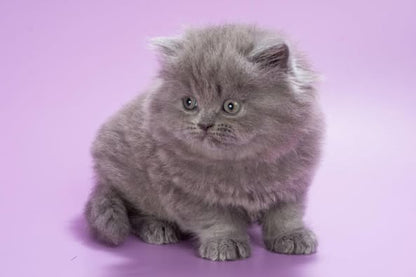 British Longhair