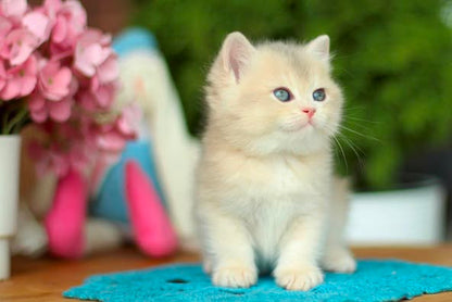 British Shorthair