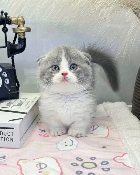 Munchkin Fold