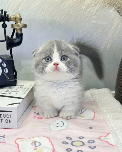 Munchkin Fold