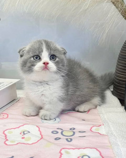 Munchkin Fold