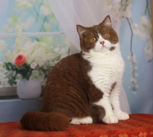 British Shorthair