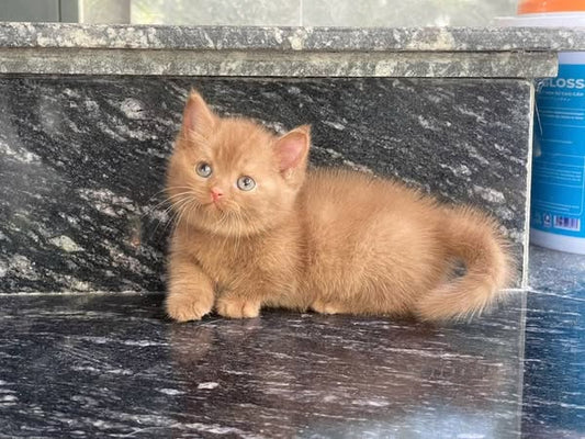Munchkin