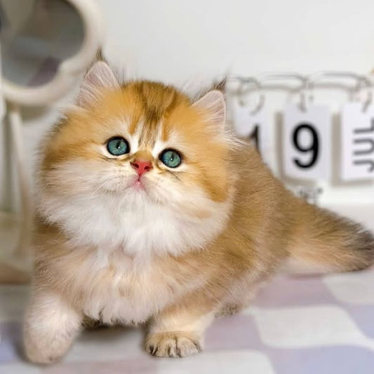 British Longhair