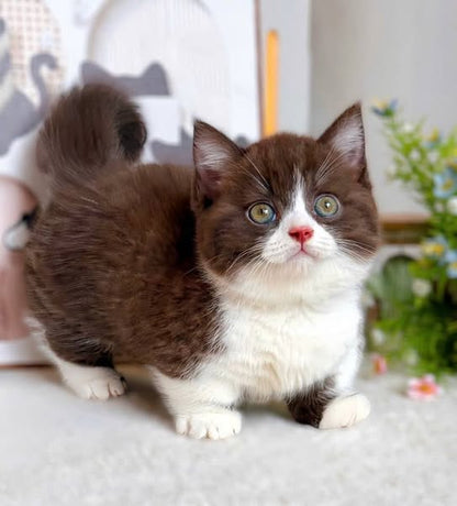 Munchkin