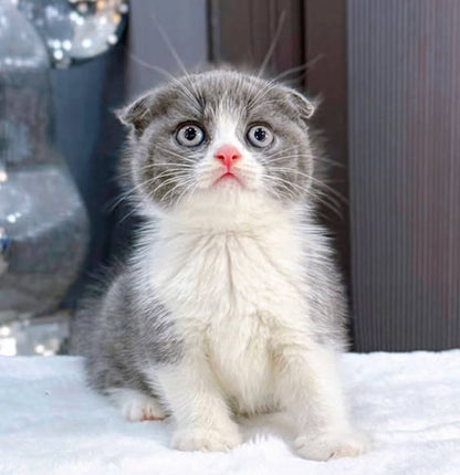 Scottish Fold