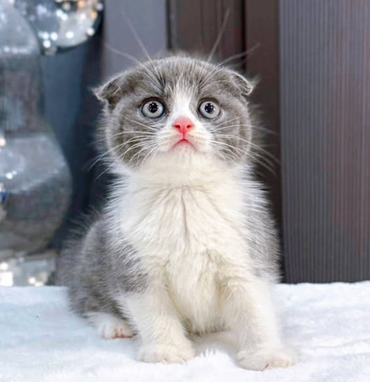 Scottish Fold