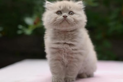 British Longhair