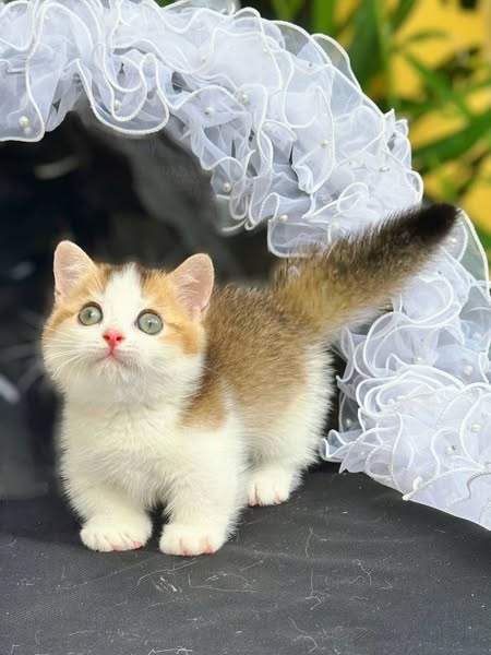 Munchkin