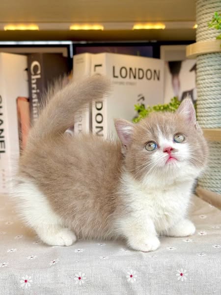 Munchkin