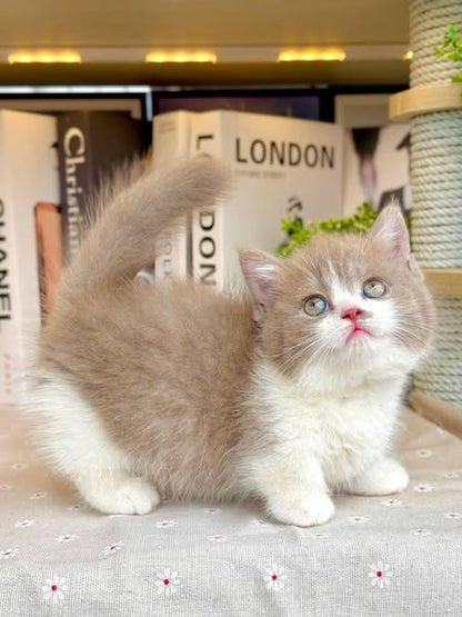 Munchkin