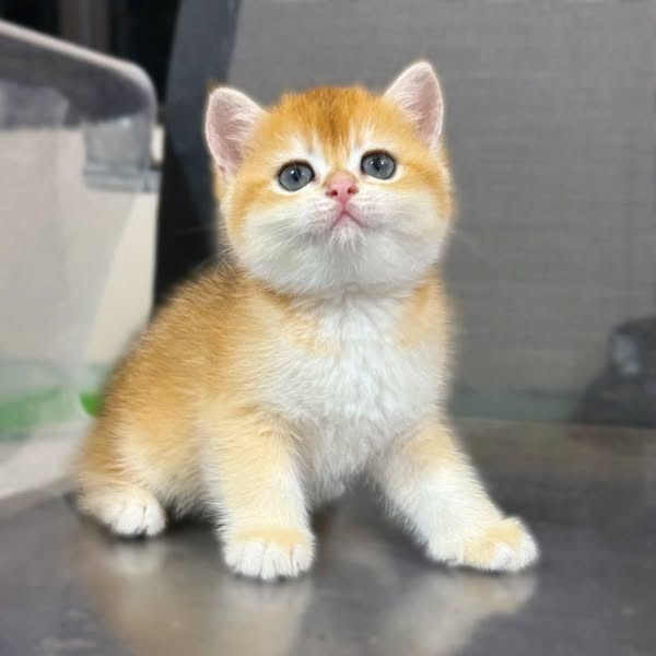 British Shorthair