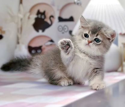 Munchkin