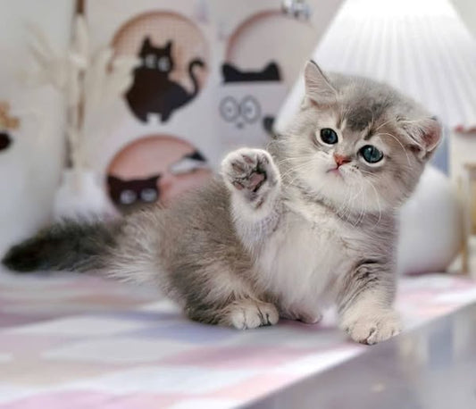 Munchkin