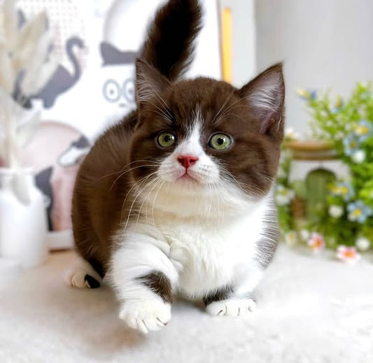 Munchkin