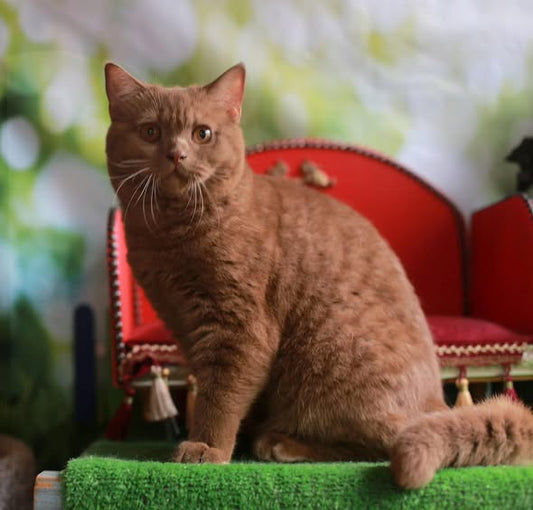 British Shorthair