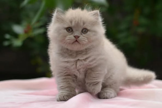 British Longhair