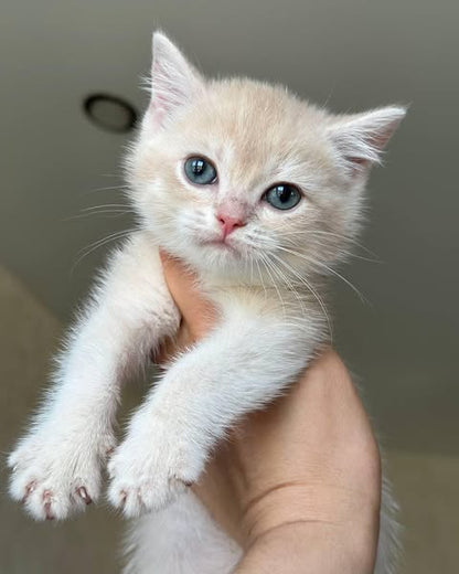 British Shorthair