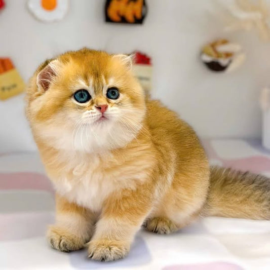 Scottish Fold Longhair